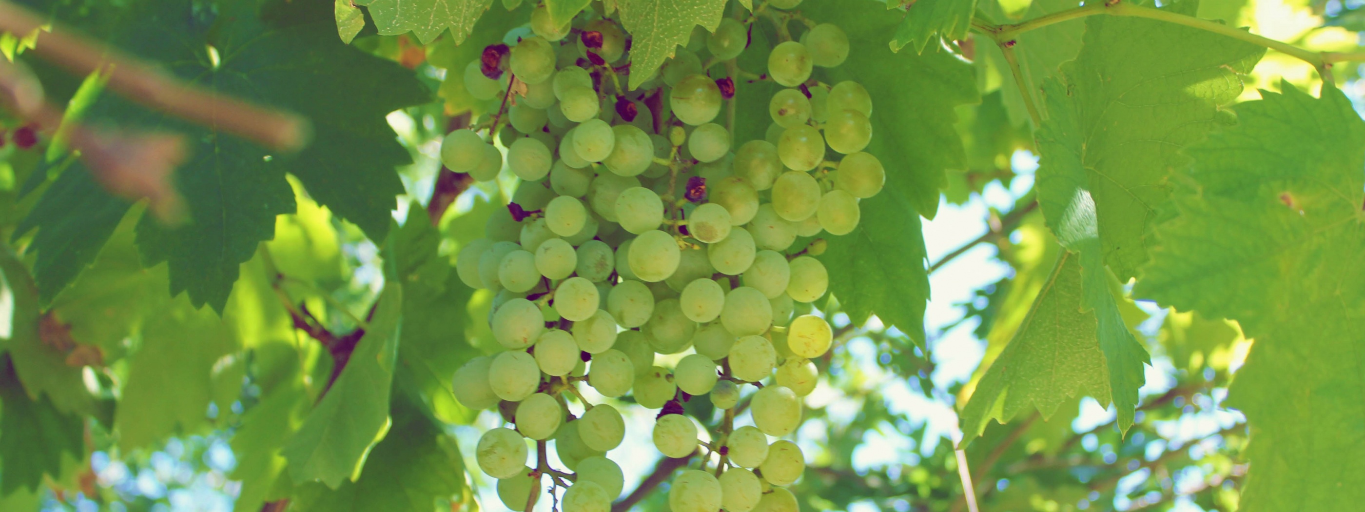 Green Grapes