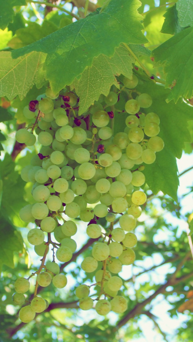 Green Grapes