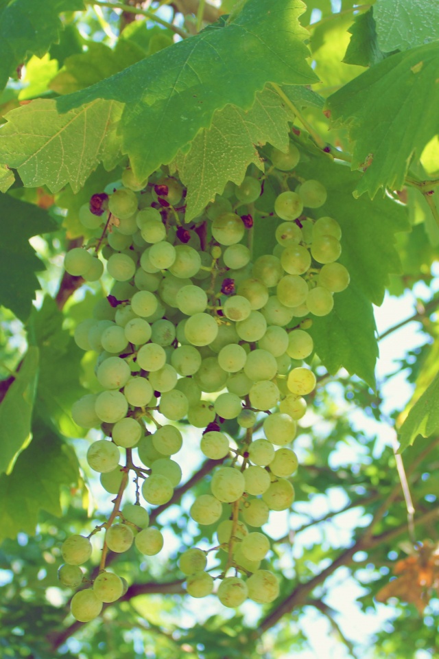 Green Grapes