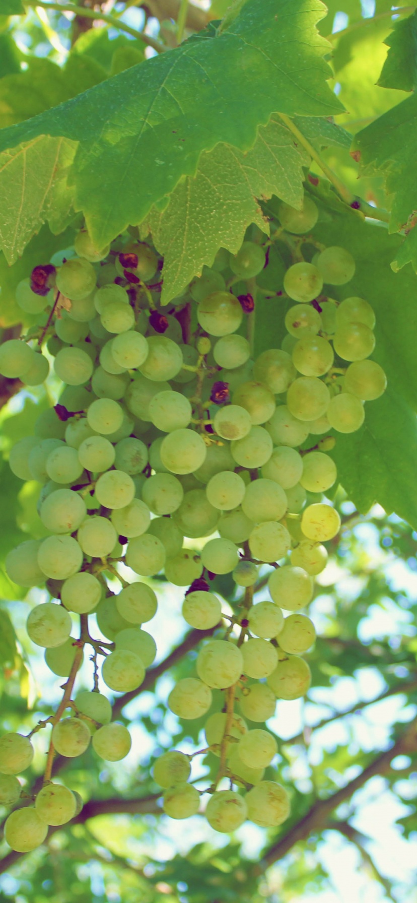 Green Grapes