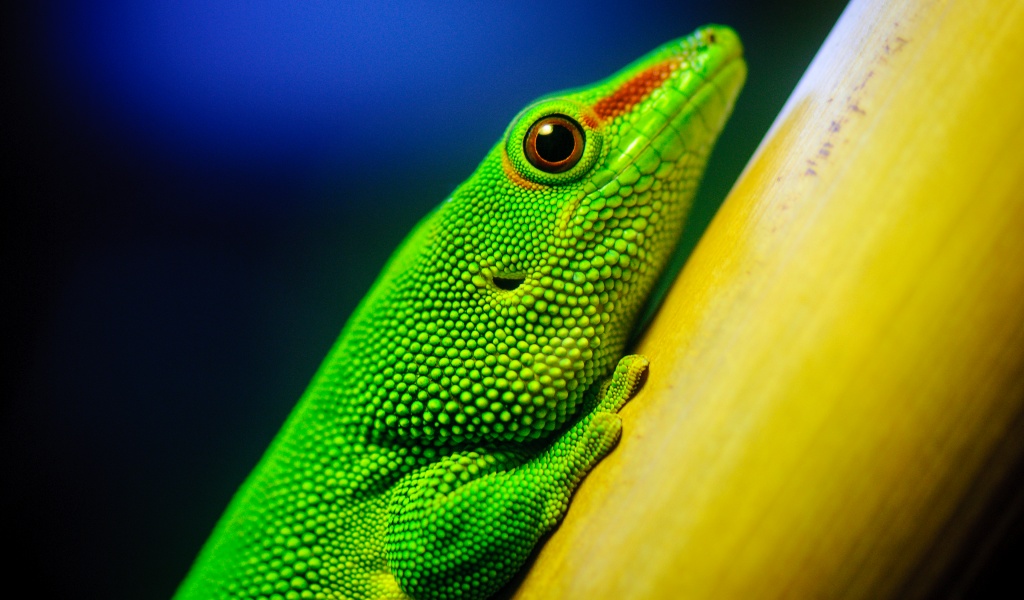 Green Lizard