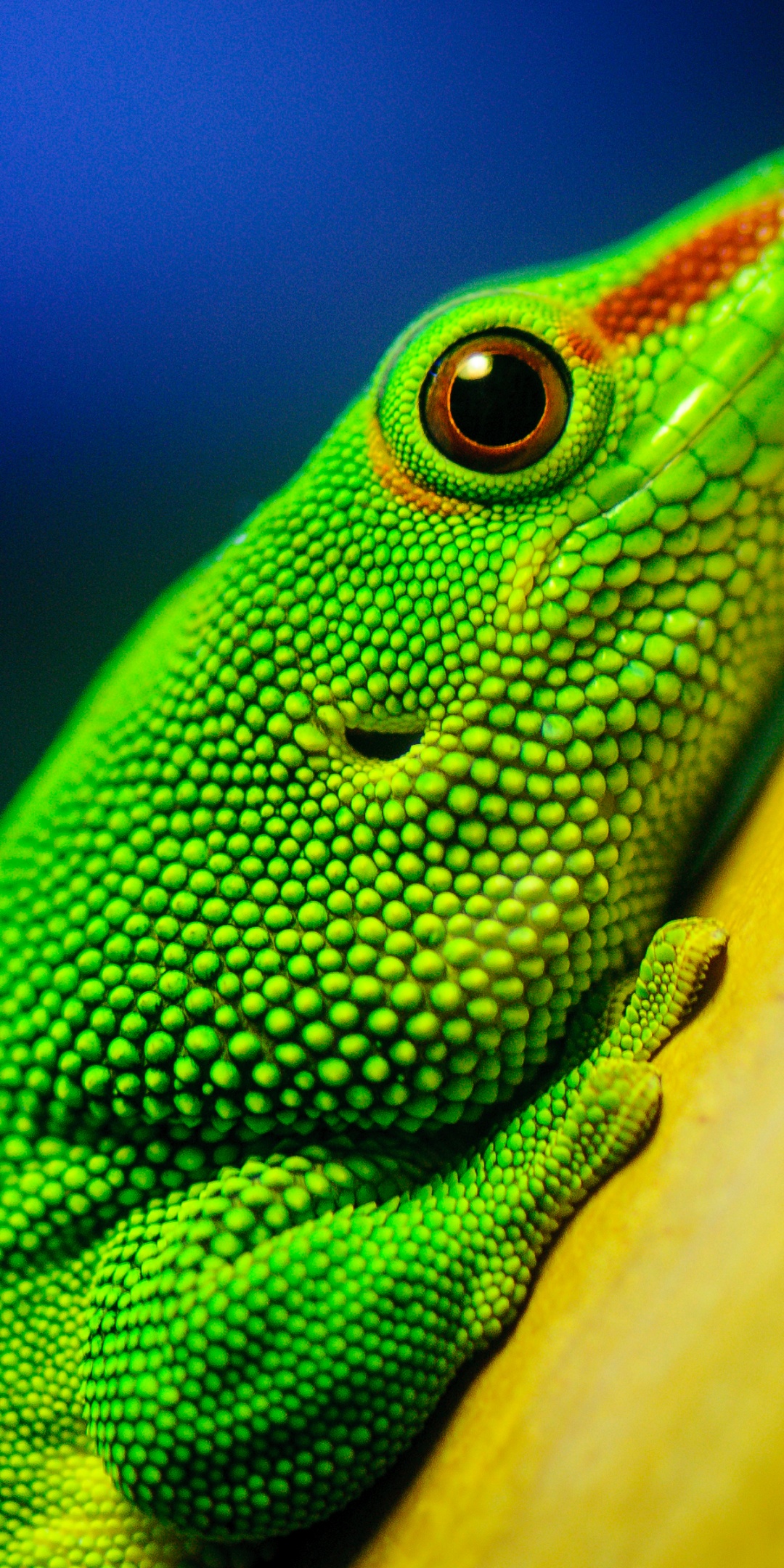 Green Lizard