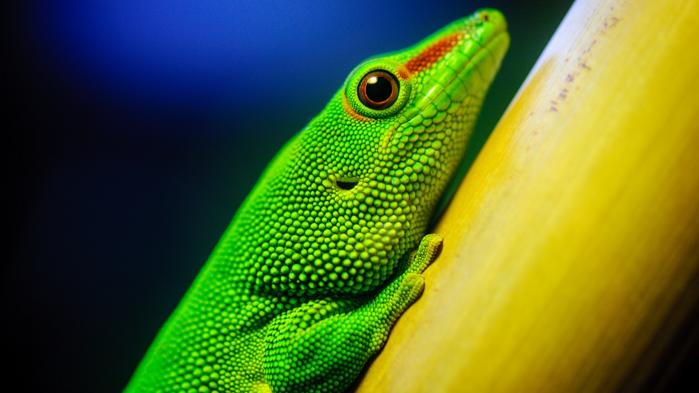 Green Lizard