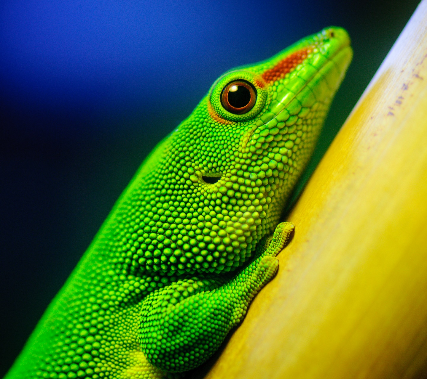 Green Lizard