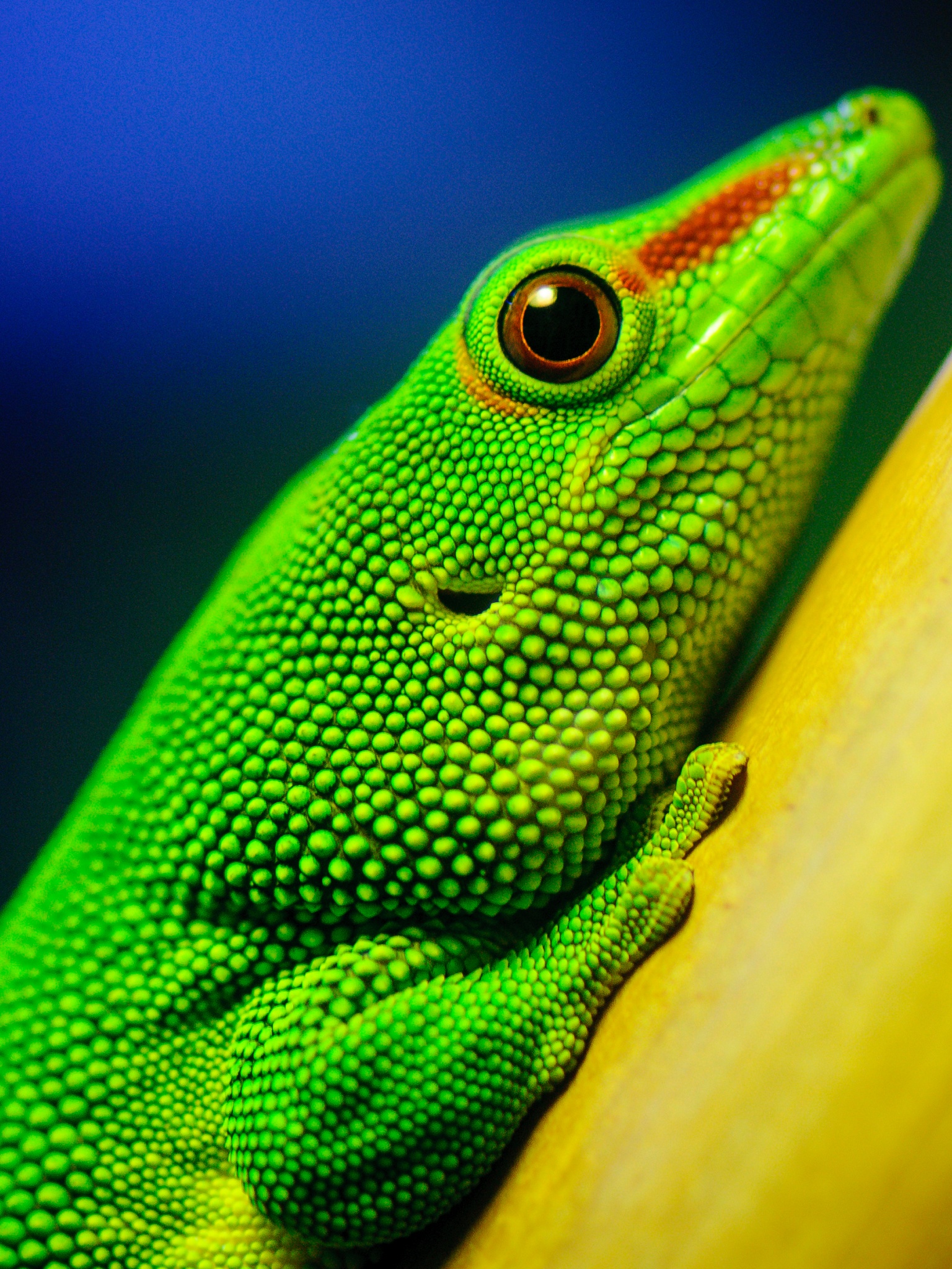 Green Lizard