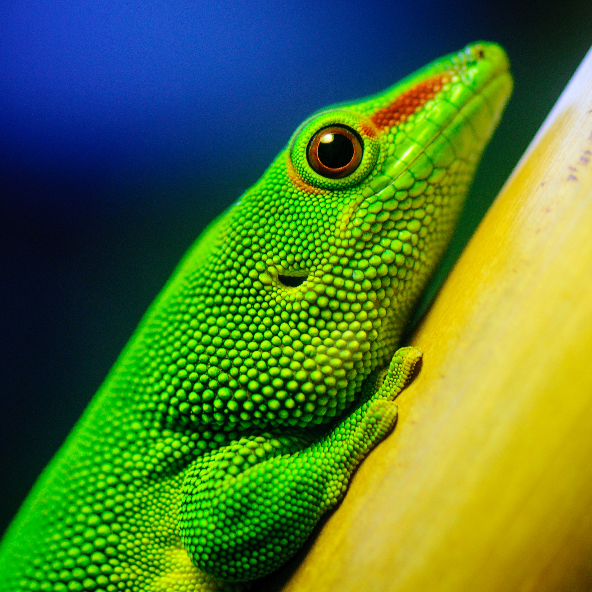 Green Lizard