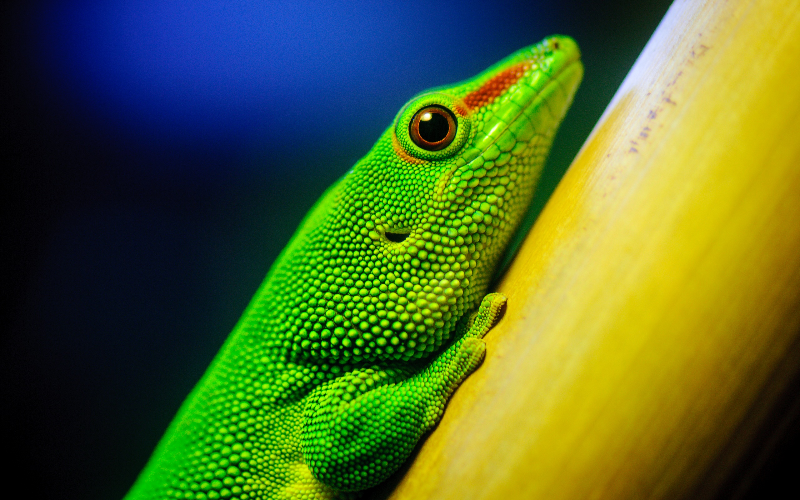 Green Lizard