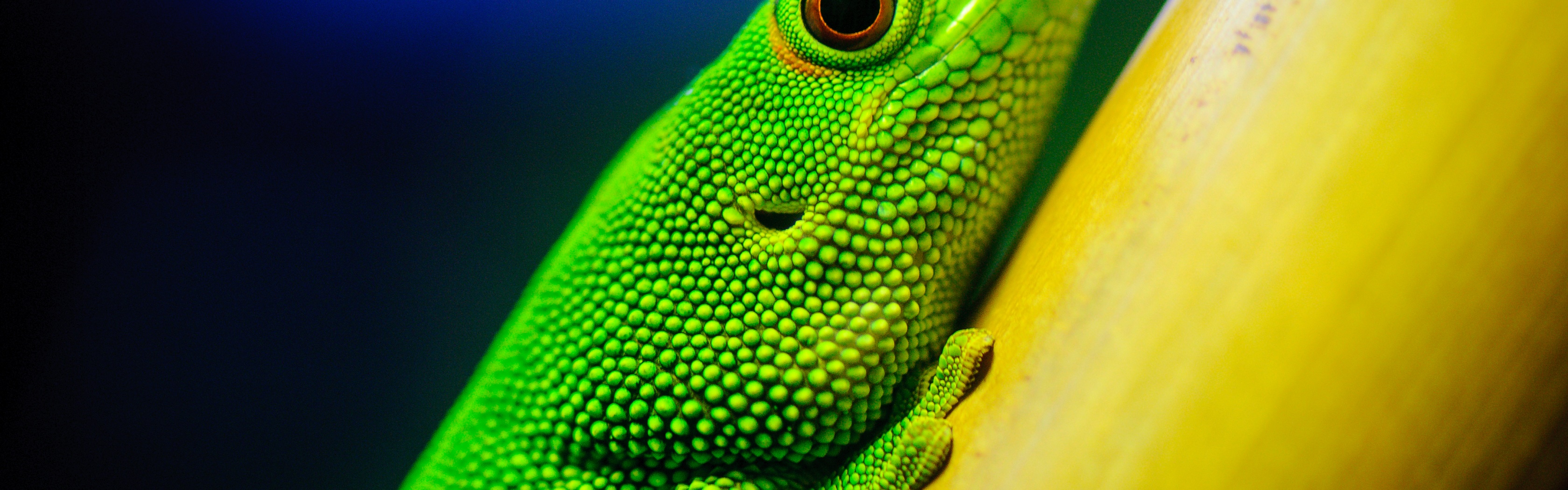 Green Lizard