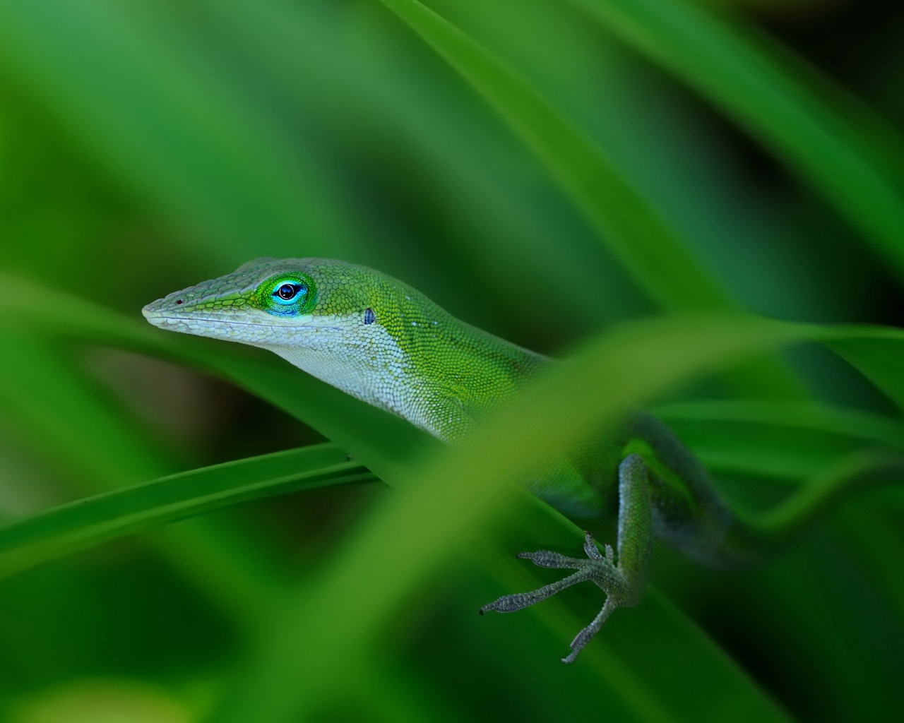 Green Lizard