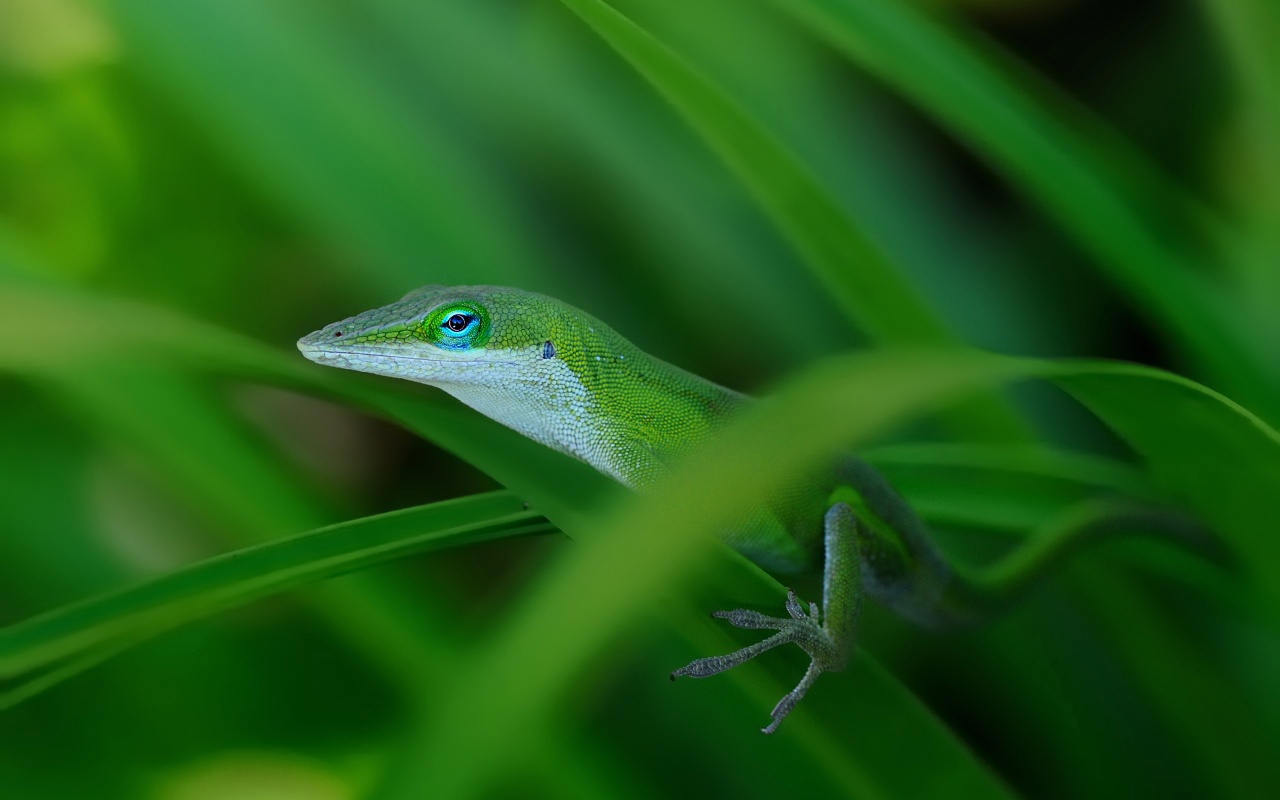 Green Lizard