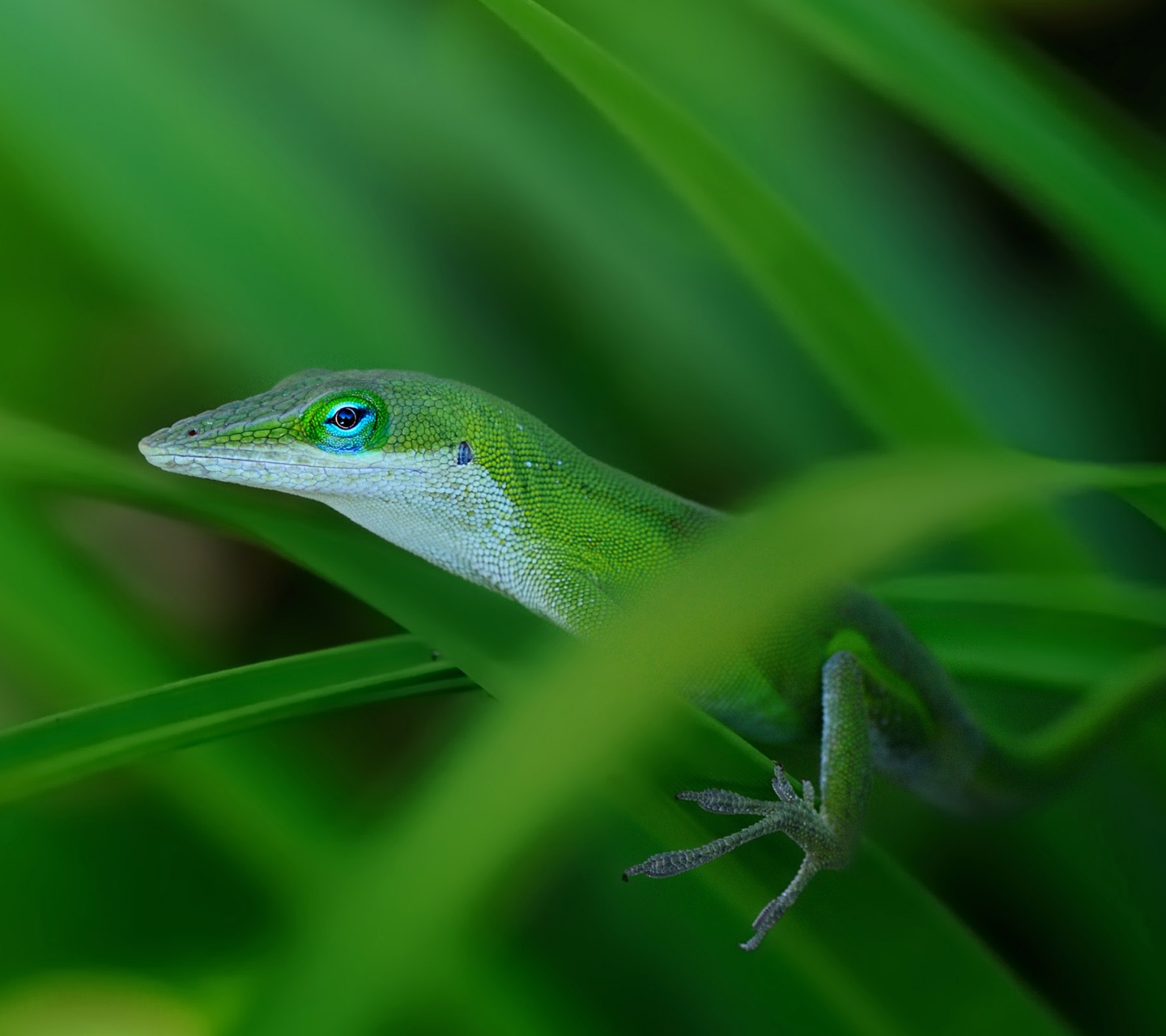 Green Lizard