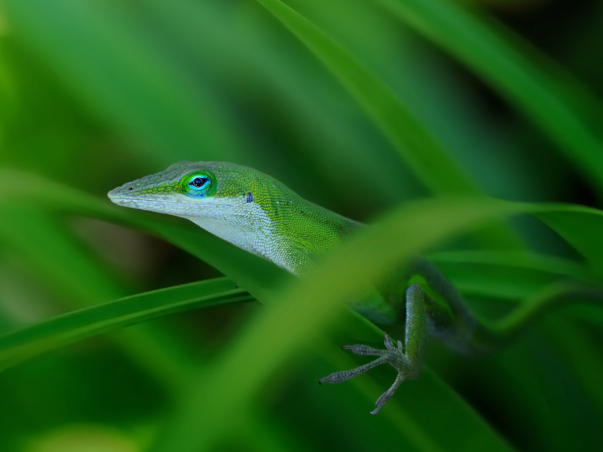 Green Lizard