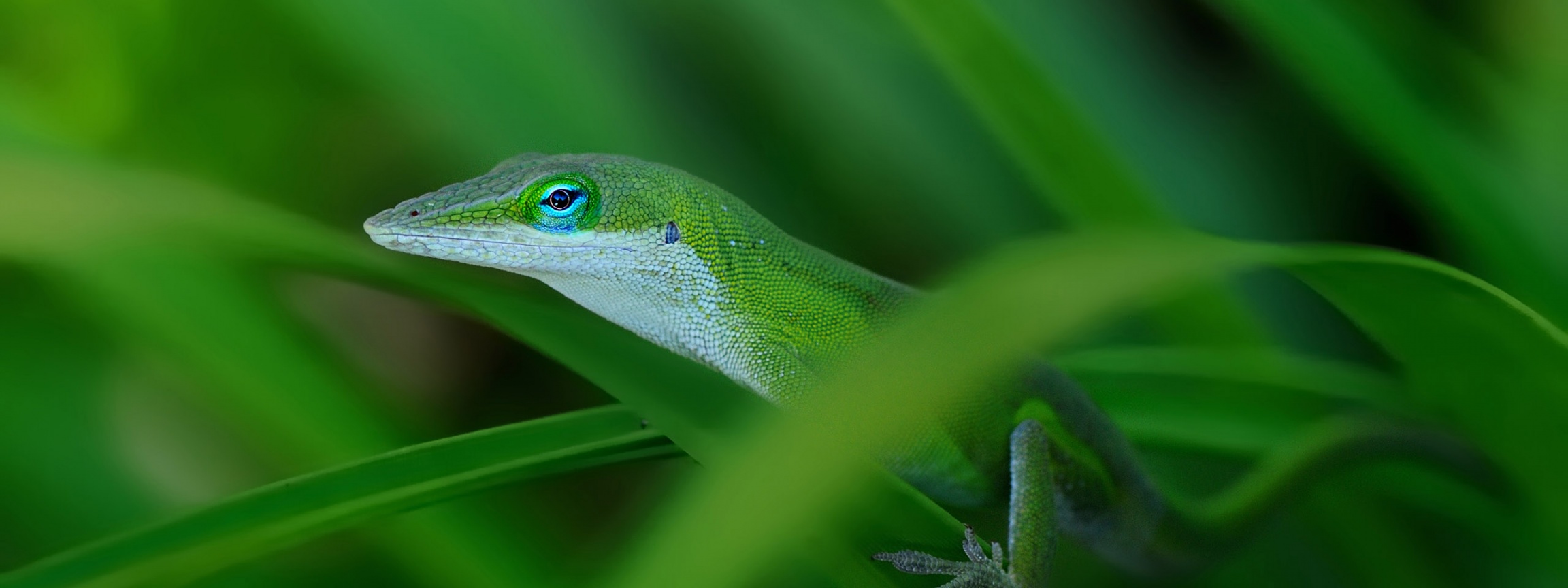 Green Lizard