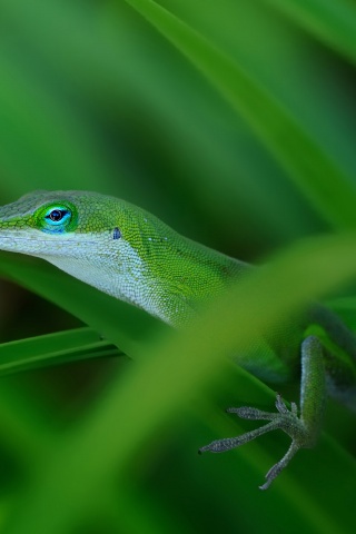 Green Lizard