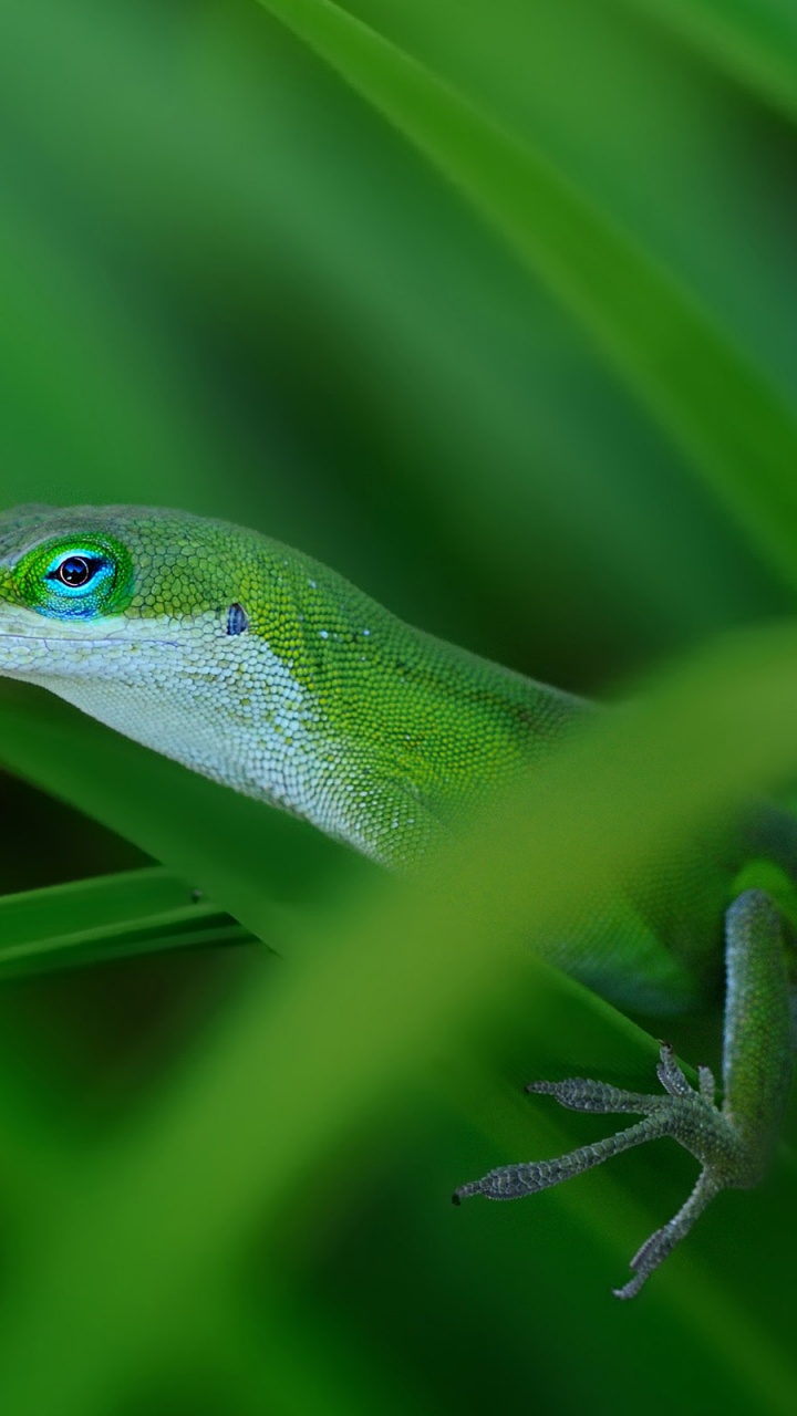 Green Lizard