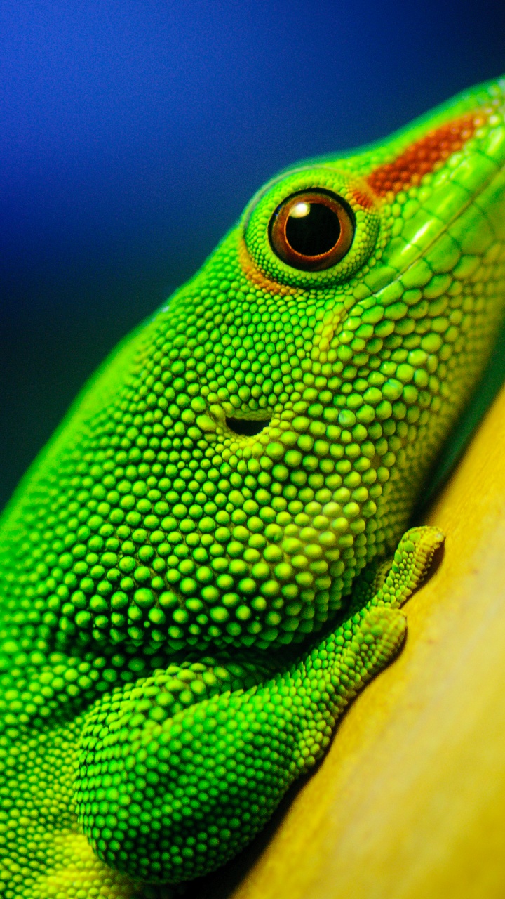 Green Lizard