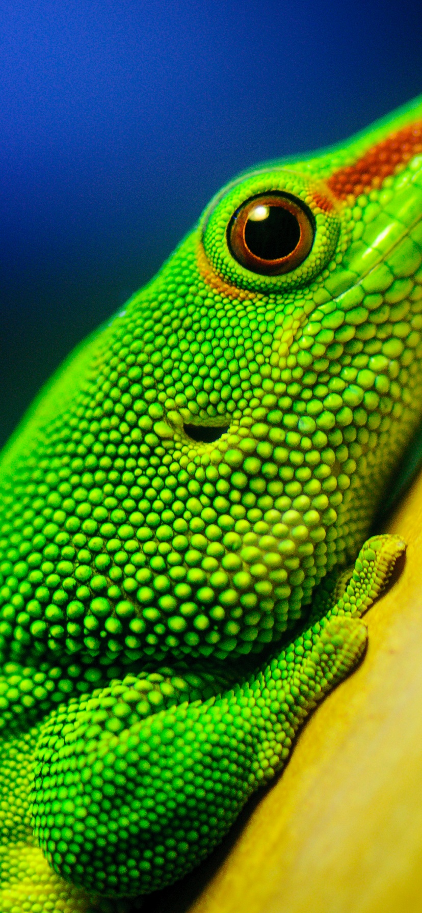 Green Lizard