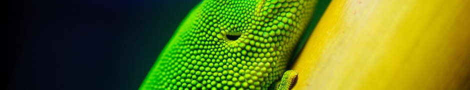 Green Lizard