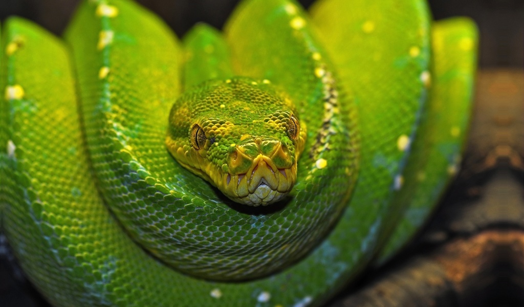 Green Tree Python