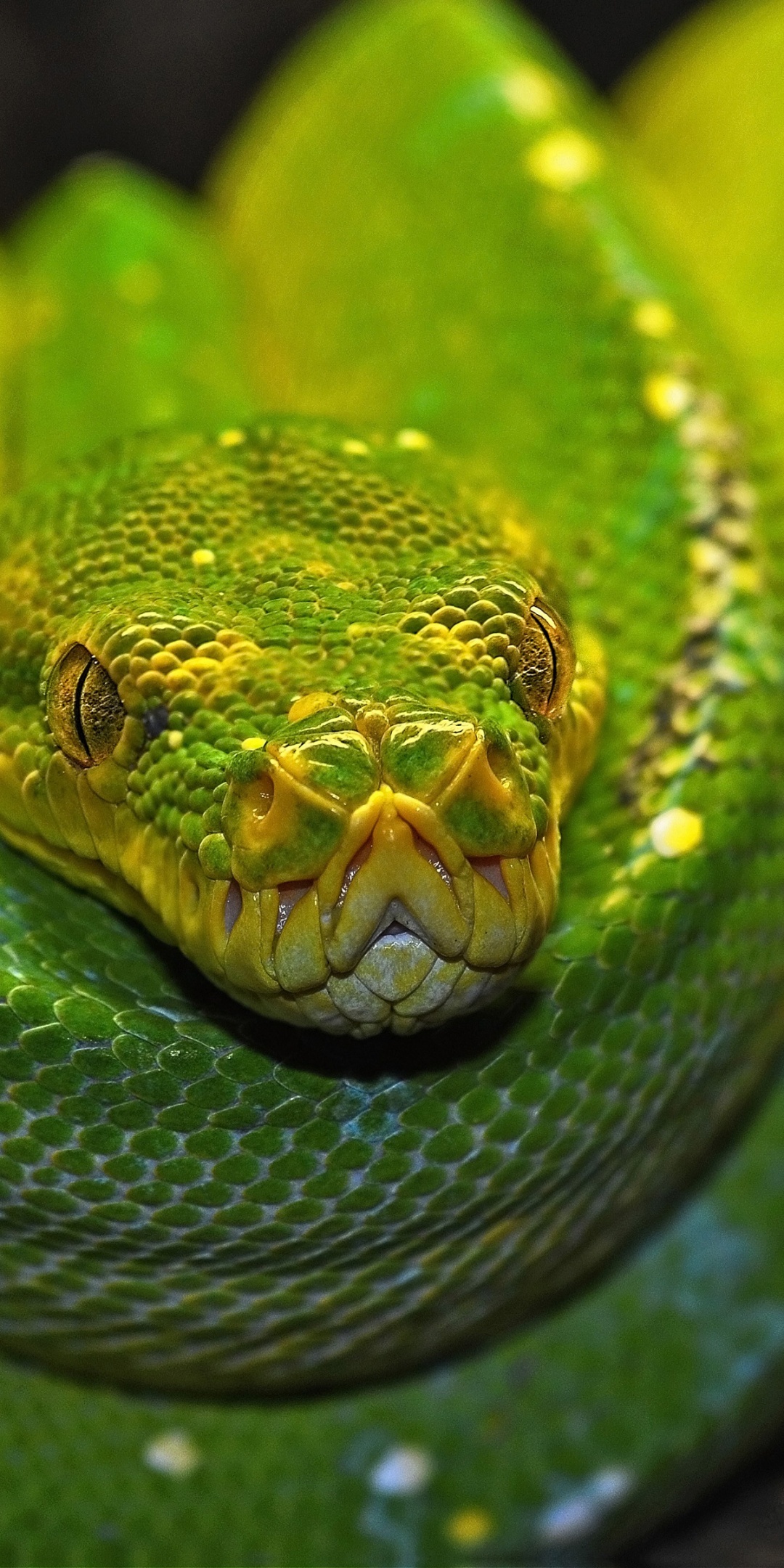 Green Tree Python