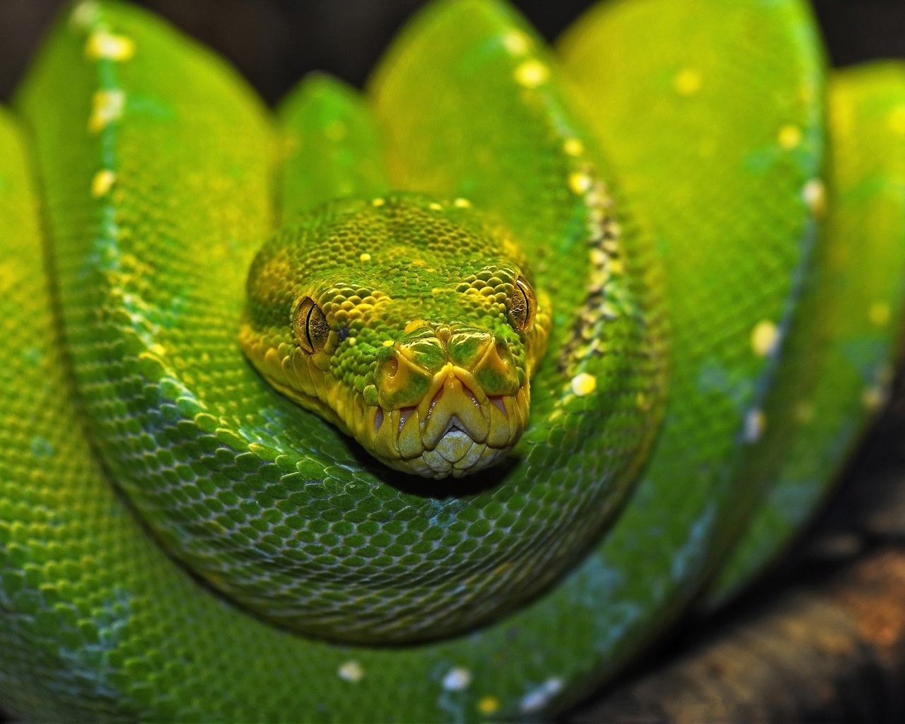 Green Tree Python