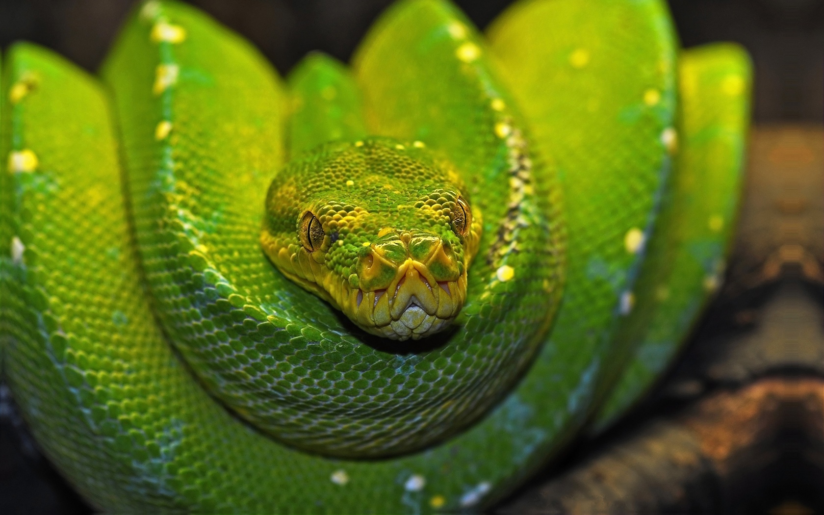 Green Tree Python