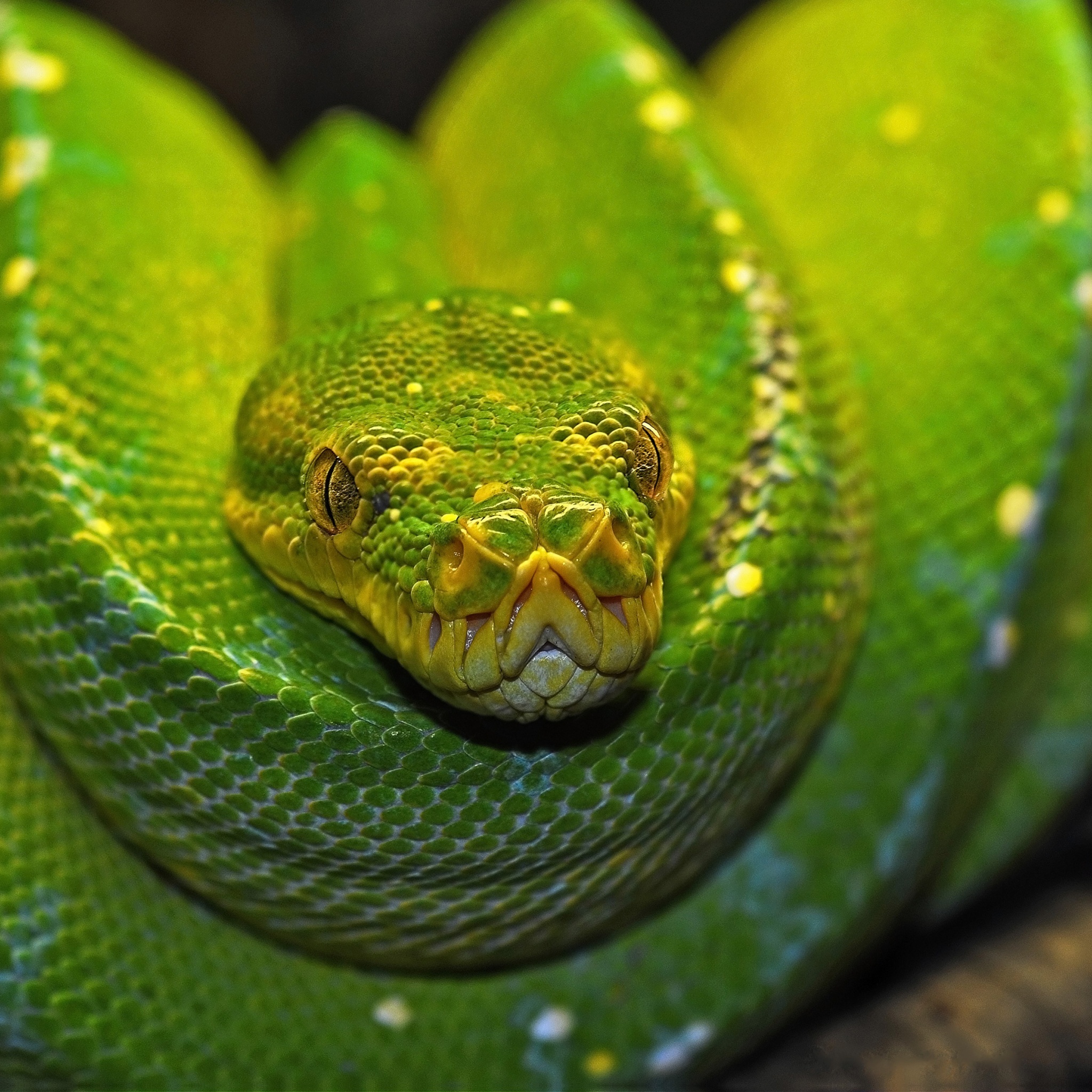 Green Tree Python