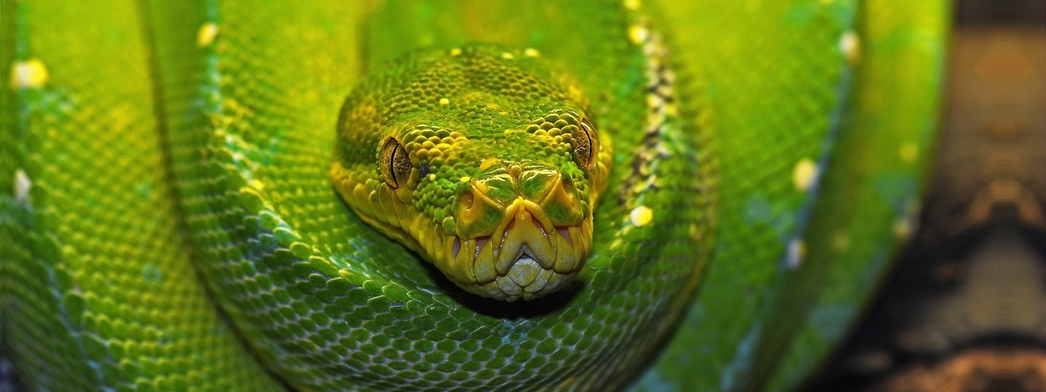 Green Tree Python