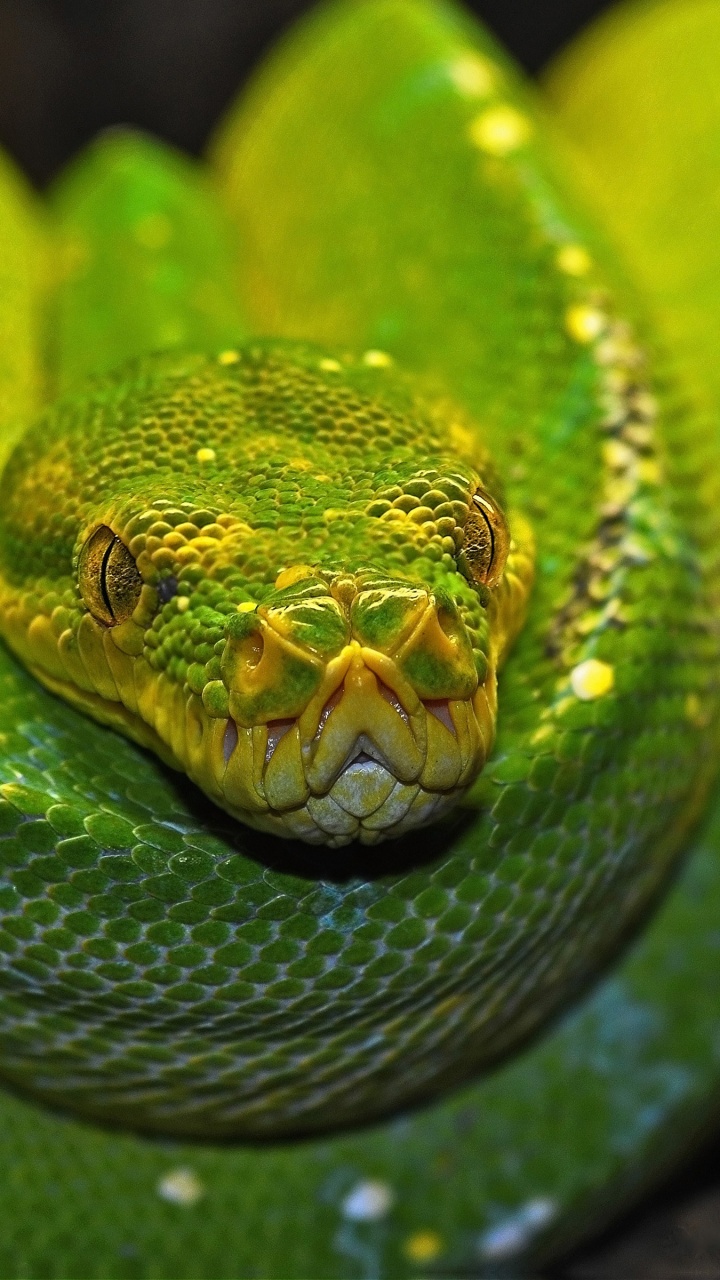 Green Tree Python