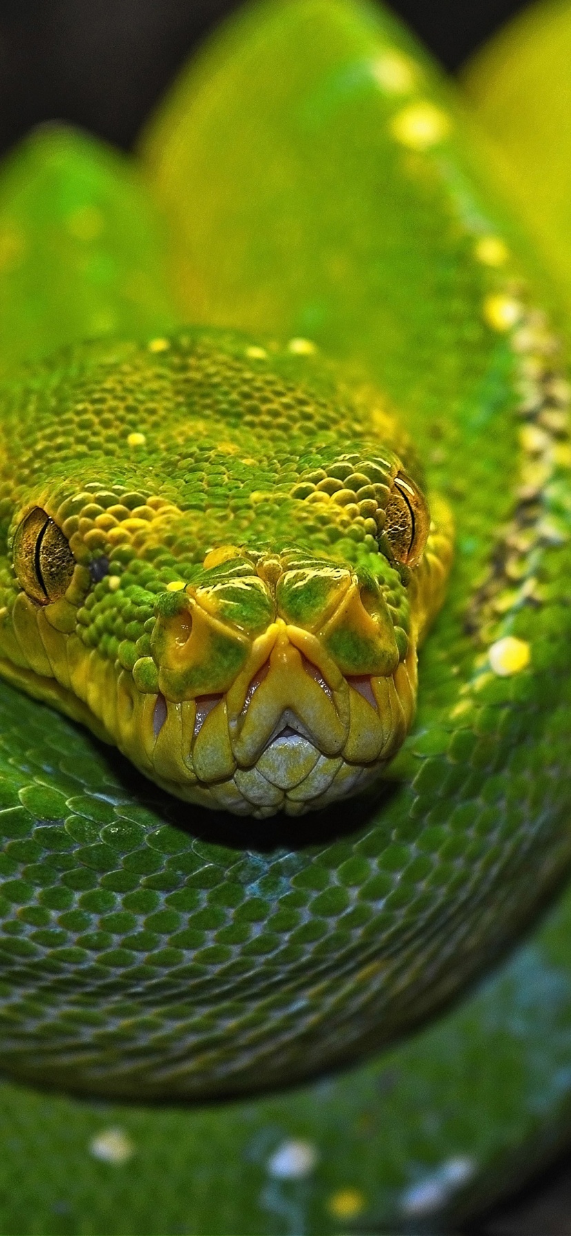 Green Tree Python