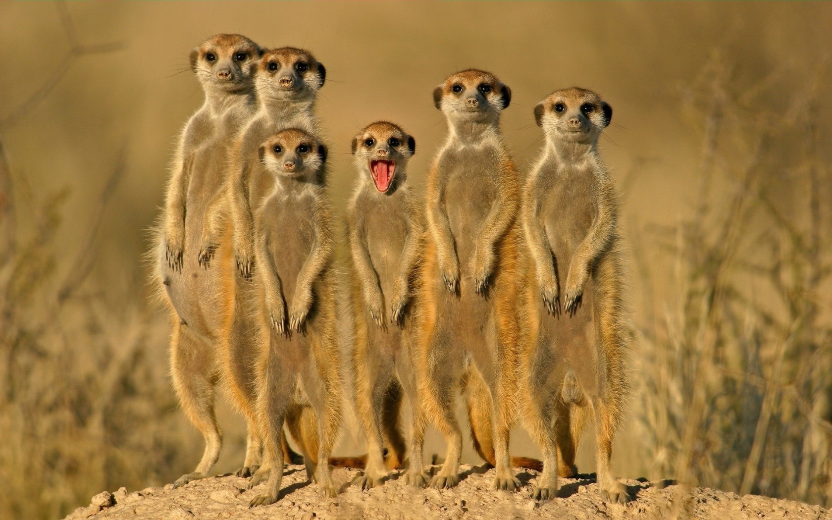 Group Of Meerkats