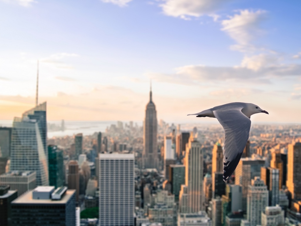 Gull Skyscrapers New York United States