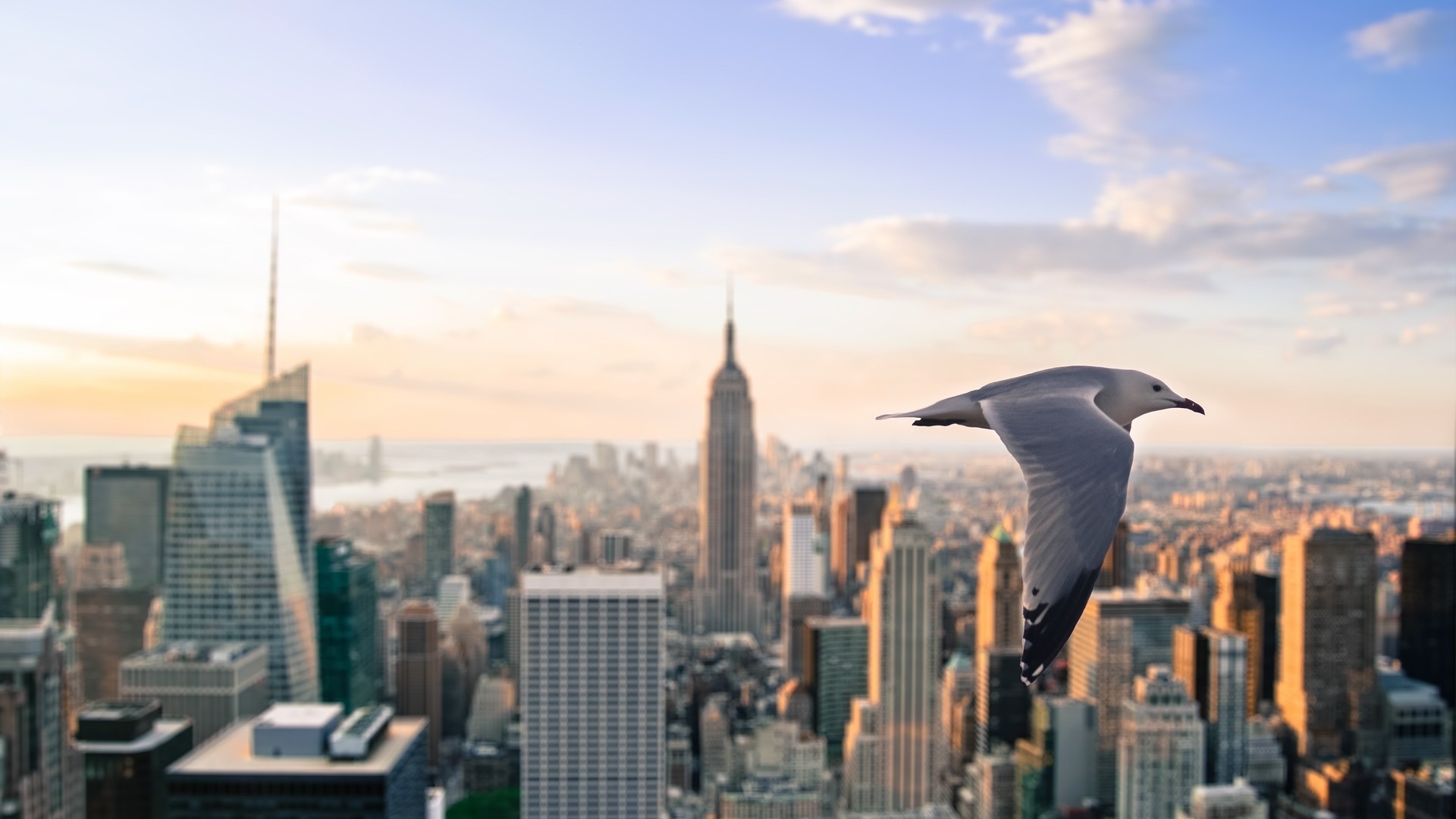 Gull Skyscrapers New York United States