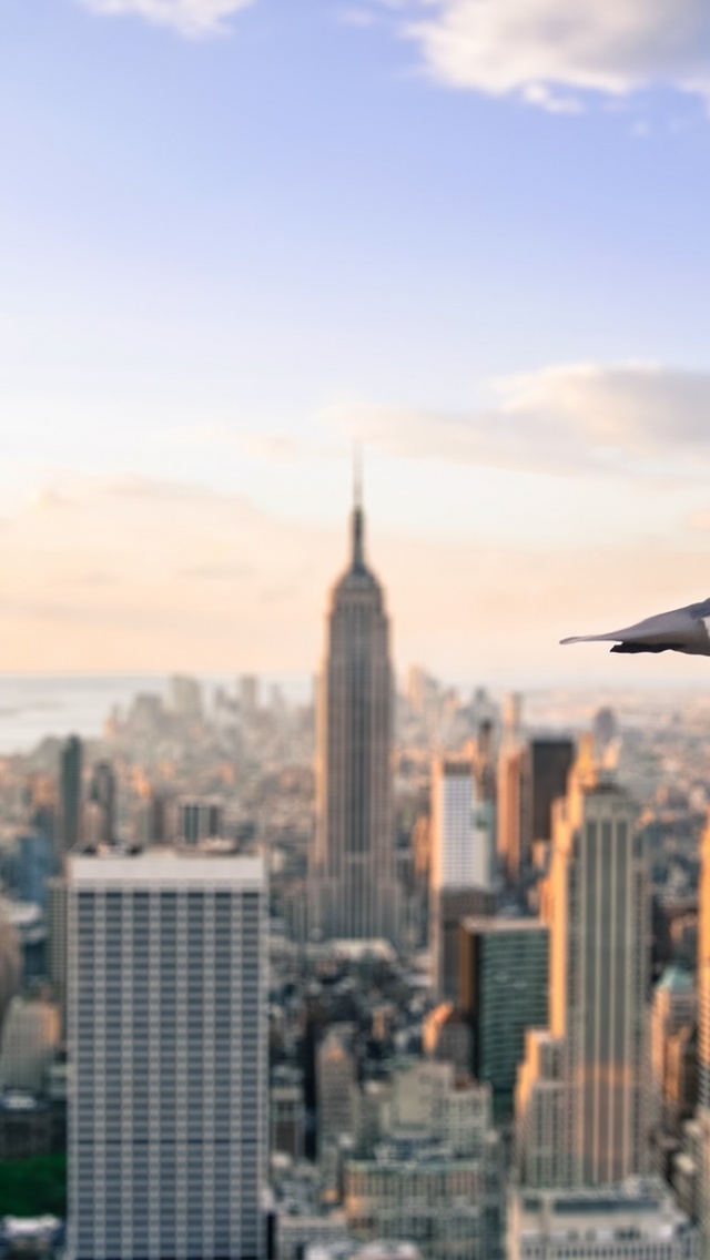 Gull Skyscrapers New York United States