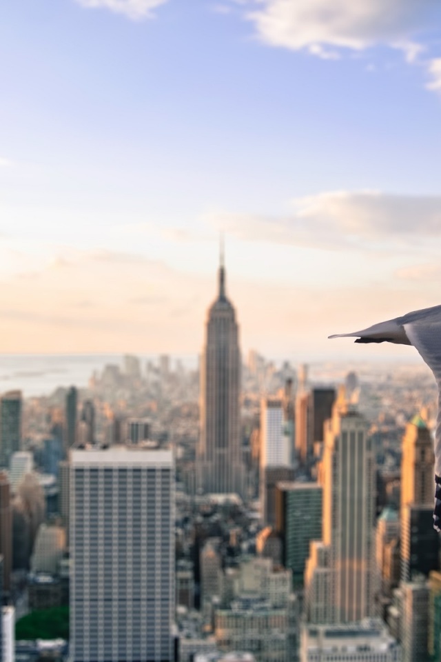 Gull Skyscrapers New York United States