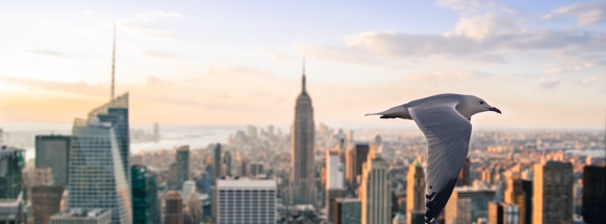 Gull Skyscrapers New York United States