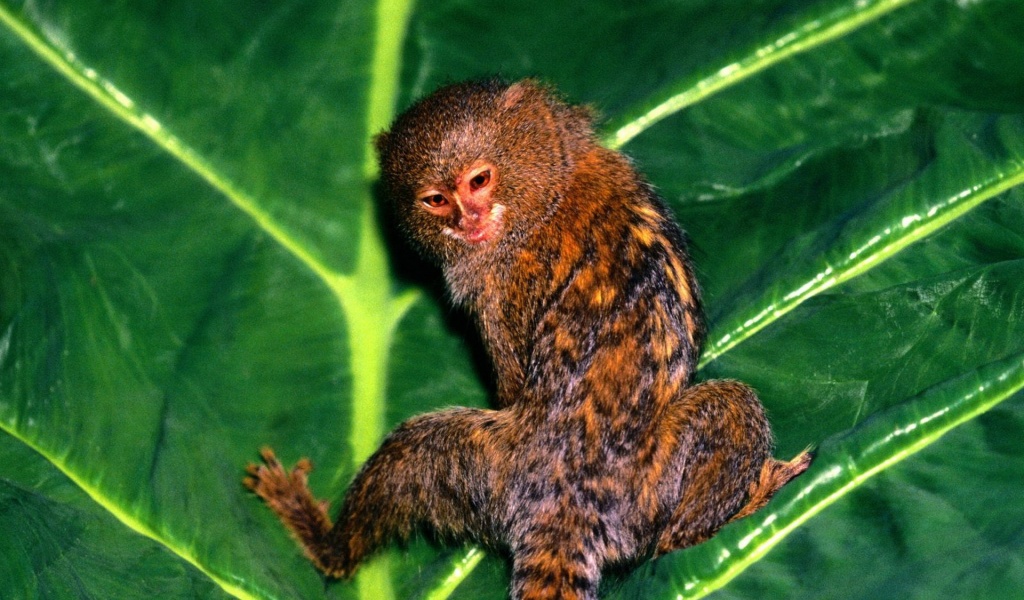 Hanging Out Pygmy Marmoset