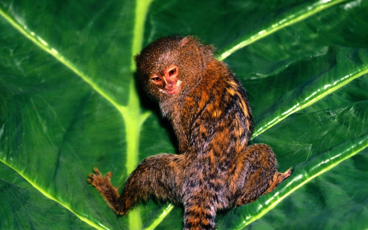 Hanging Out Pygmy Marmoset