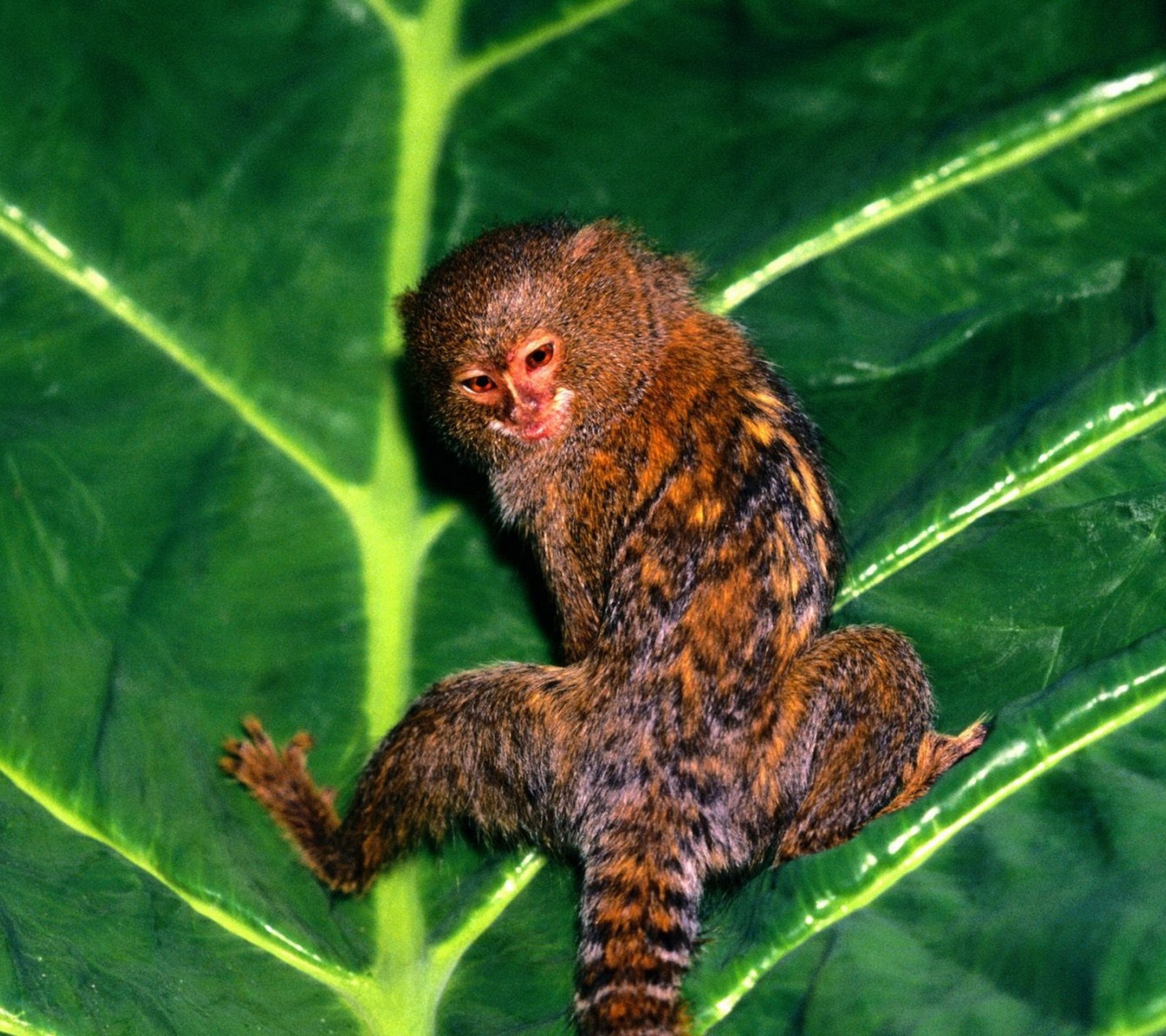 Hanging Out Pygmy Marmoset