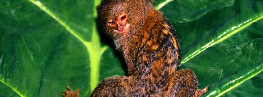 Hanging Out Pygmy Marmoset