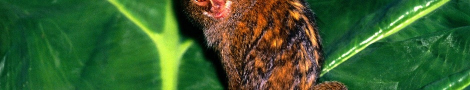 Hanging Out Pygmy Marmoset