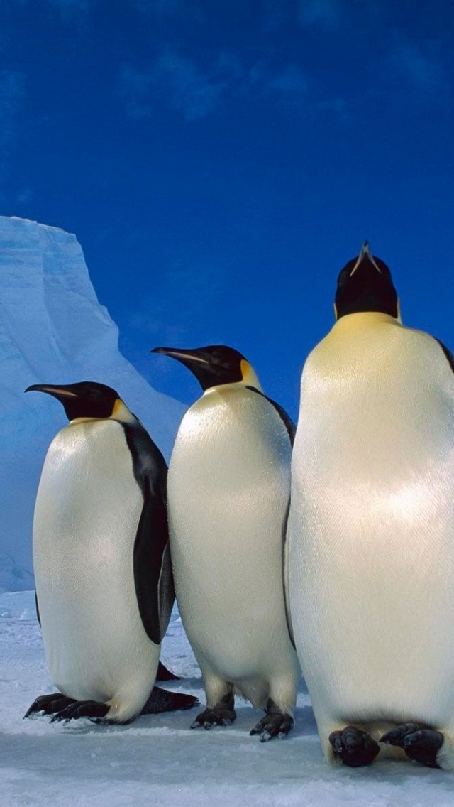 Happy Penguins Family