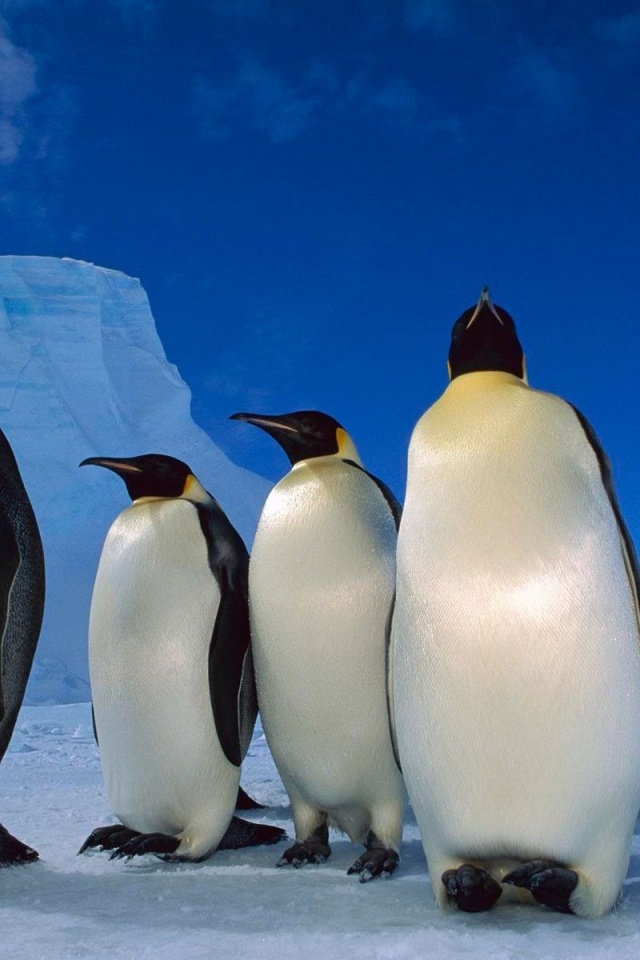 Happy Penguins Family