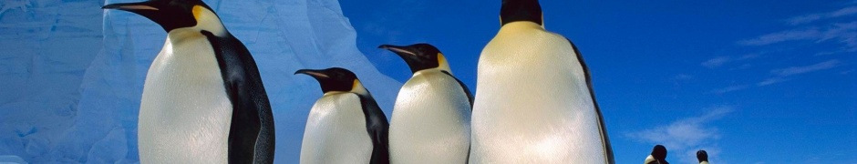 Happy Penguins Family