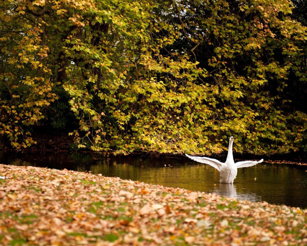 Happy Swan Swimming In Lake2