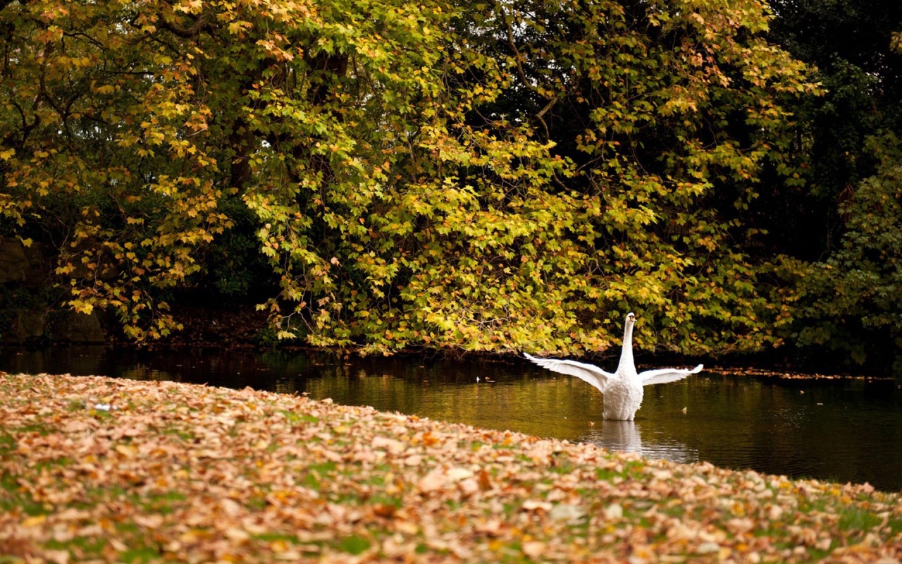 Happy Swan Swimming In Lake2