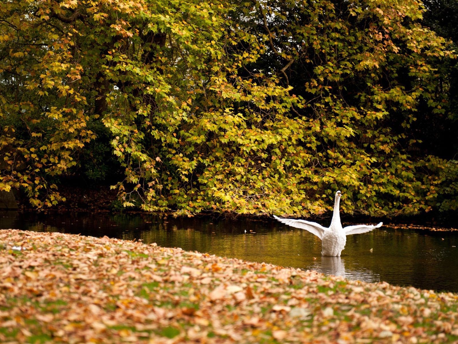 Happy Swan Swimming In Lake2