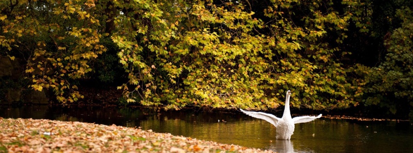 Happy Swan Swimming In Lake2