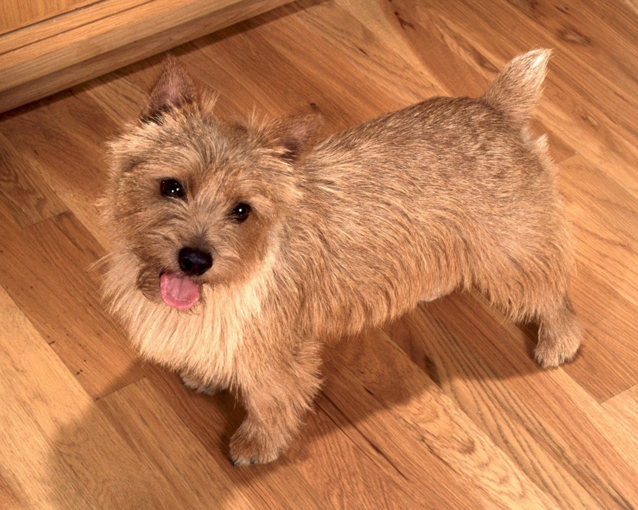 Happy To See You Norwich Terrier