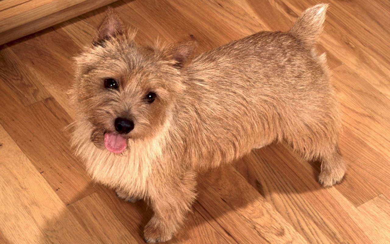 Happy To See You Norwich Terrier